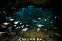 Glassy Sweepers guarding the way out of a swim-through at... by Michael Schlenk 